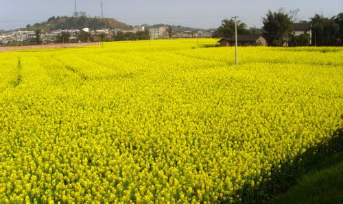 重庆潼南天气预报_潼南天气预报一周7天10天15天重庆潼南天气预报,潼南天气预报一周7天10天15天