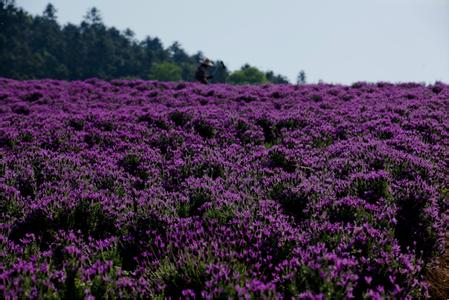 江宁pm2.5实时查询,江宁区空气质量指数查询