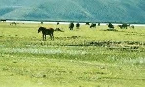 大理花甸坝天气